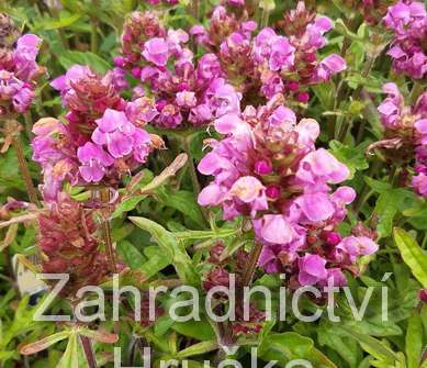 Prunella webbiana Rosea