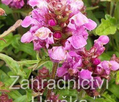 Prunella webbiana Rosea