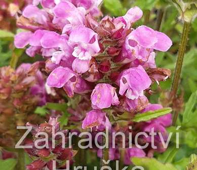 Prunella webbiana Rosea