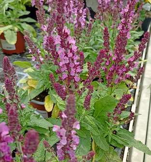 Salvia superba Marleau Rose Compact