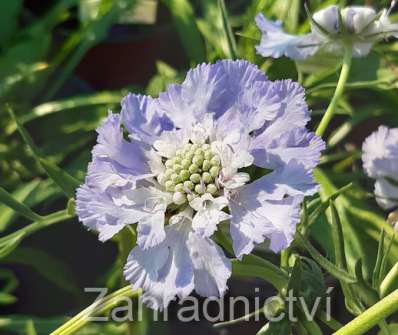 Scabiosa caucasica Perfecta