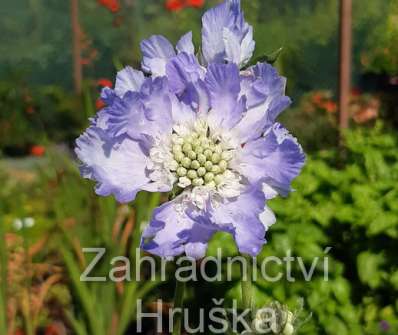 Scabiosa caucasica Perfecta