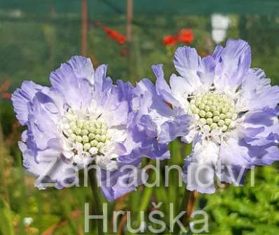 Scabiosa caucasica Perfecta