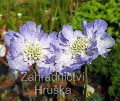 Scabiosa caucasica Perfecta