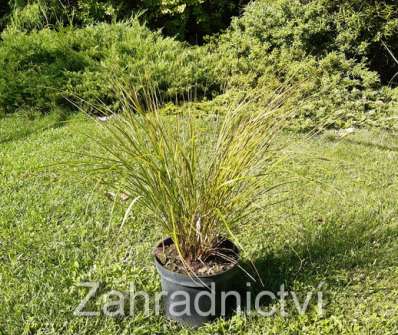 Kavyl - Stipa arundinacea Sirocco
