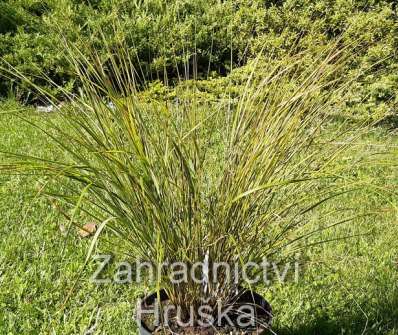Kavyl - Stipa arundinacea Sirocco