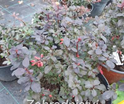 dřišťál - Berberis thunbergii 'Concorde'