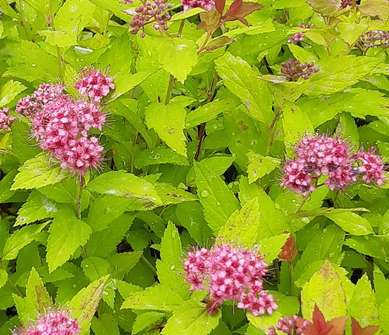 tavolník - Spiraea japonica 'Magic Carpet'