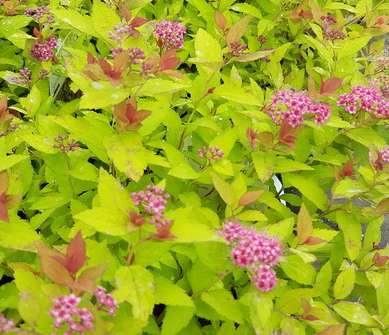 tavolník - Spiraea japonica 'Magic Carpet'