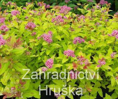 tavolník - Spiraea japonica 'Magic Carpet'