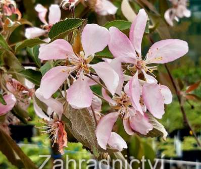 jabloň - Malus 'Coral Bust'
