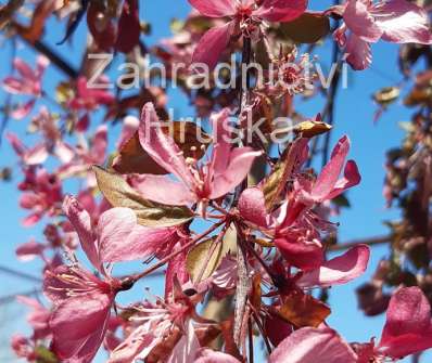 jabloň - Malus 'Elise Rathke'