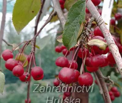 jabloň - Malus 'Elise Rathke'