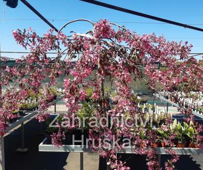 jabloň - Malus 'Elise Rathke'