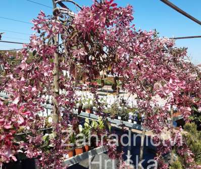 jabloň - Malus 'Elise Rathke'