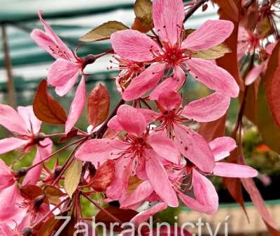 jabloň - Malus 'Elise Rathke'