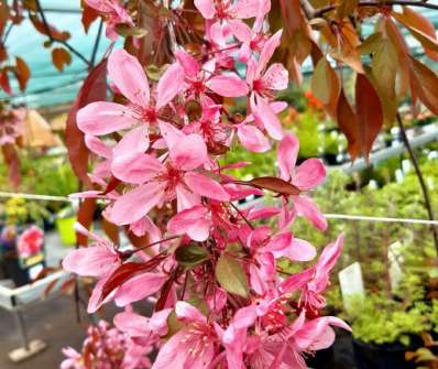 jabloň - Malus 'Elise Rathke'