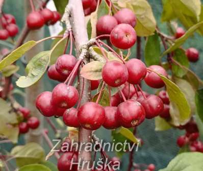 jabloň - Malus 'Elise Rathke'