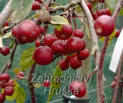 jabloň - Malus 'Elise Rathke'