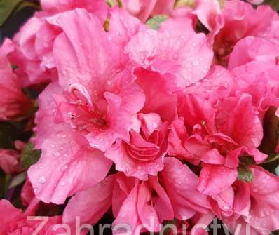Azalea japonica 'Bloom Champion'