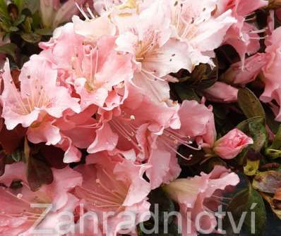 Azalea japonica 'Bloom Champion'
