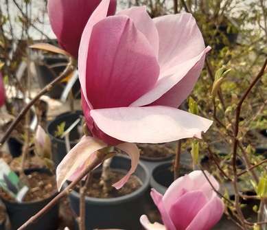 šácholan - Magnolia 'Red As Red'