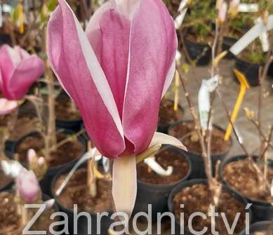 šácholan - Magnolia 'Red As Red'