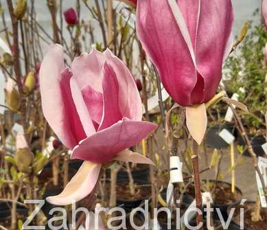 šácholan - Magnolia 'Red As Red'