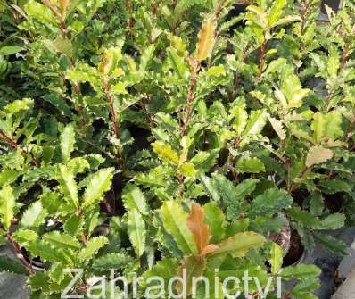 blýskavka - Photinia serratifolia 'Crunchy'
