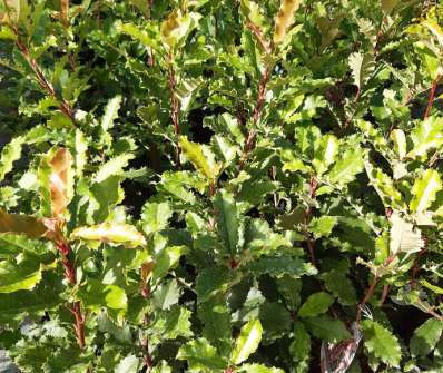 blýskavka - Photinia serratifolia 'Crunchy'