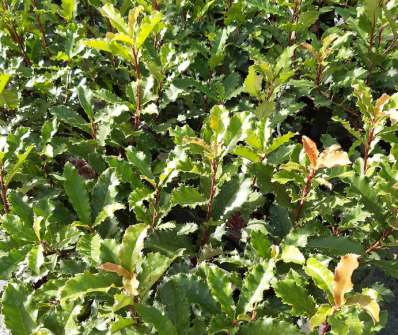 blýskavka - Photinia serratifolia 'Crunchy'