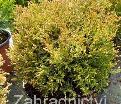 zerav - Thuja occ. 'Fire Chief'