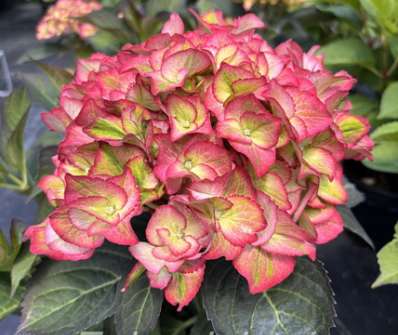 hortenzie - Hydrangea macrophylla 'Sweet Lops blue'