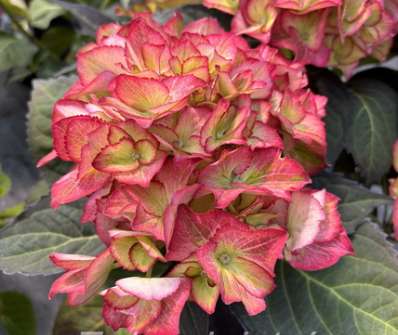 hortenzie - Hydrangea macrophylla 'Sweet Lops blue'