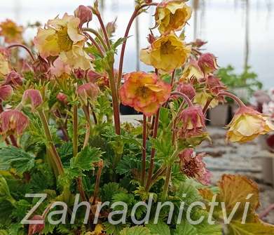 Geum Pretticoats Peach