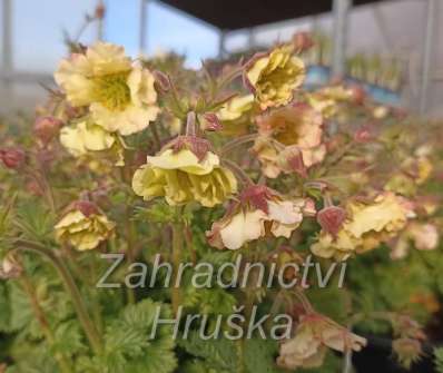 Geum Pretticoats Peach