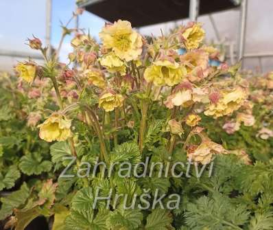 Geum Pretticoats Peach
