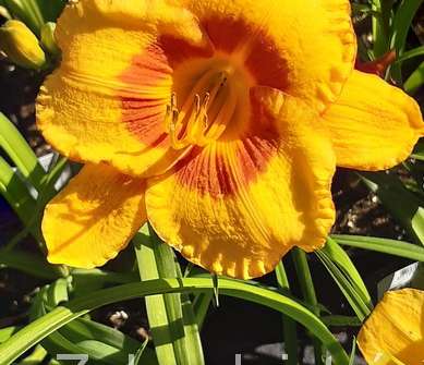 Hemerocallis Fooled Me