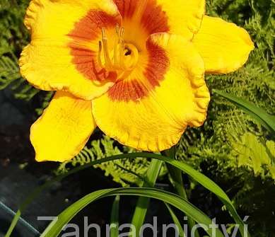 Hemerocallis Fooled Me