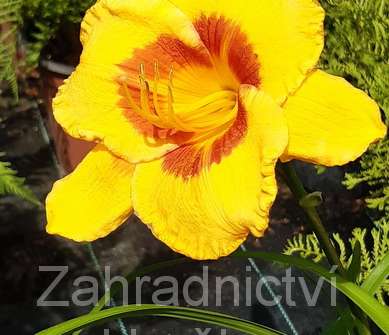 Hemerocallis Fooled Me