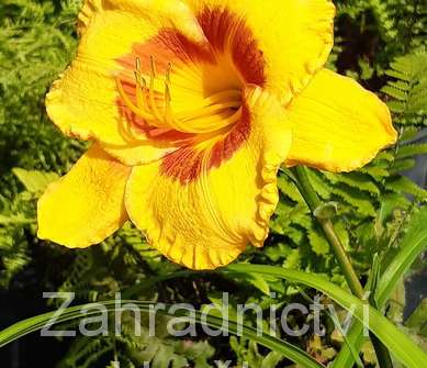Hemerocallis Fooled Me