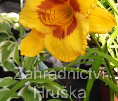 Hemerocallis Fooled Me