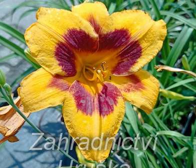 Hemerocallis Fooled Me