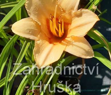 Hemerocallis Little Women