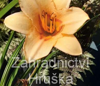 Hemerocallis Little Women