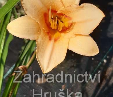 Hemerocallis Little Women