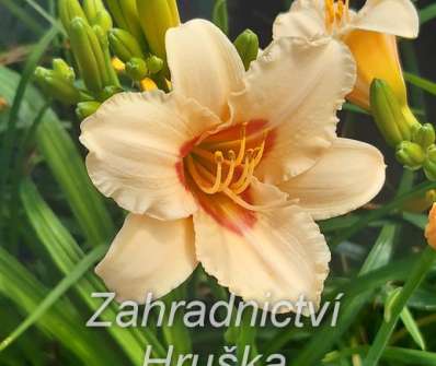 Hemerocallis Little Women