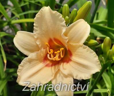 Hemerocallis Little Women