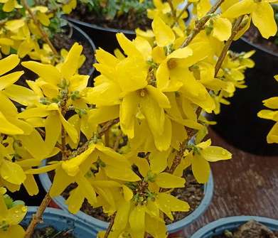 zlatice - Forsythia intermedia 'Goldrausch'
