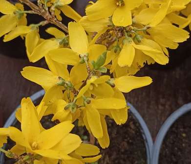 zlatice - Forsythia intermedia 'Goldrausch'